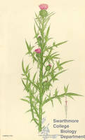 Botanical drawing of genus Cirsium and species lanceolatum