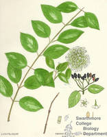 Botanical drawing of genus Viburnum and species prunifolium