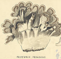 Botanical drawing of genus Polyporus and species frondosus