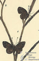 Botanical drawing of genus Thanaos and species persius