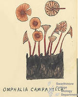 Botanical drawing of genus Omphalia and species campanella