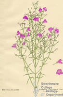 Botanical drawing of genus Gerardia and species tenuifolia