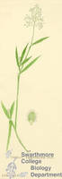 Botanical drawing of genus Panicum and species tennessense