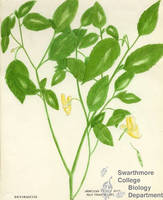 Botanical drawing of genus Impatiens and species pallida