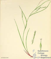 Botanical drawing of genus Carex and species debilis