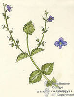 Botanical drawing of genus Veronica and species chamaedrys