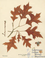 Botanical drawing of genus Quercus and species palustris