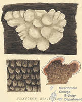 Botanical drawing of genus Polyporus and species graviolens