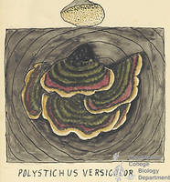 Botanical drawing of genus Polystictus and species versicolor