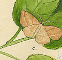 Botanical drawing of genus Therina and species endropiaria