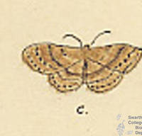 Botanical drawing of genus Macaria and species eremiata