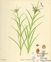 Botanical drawing of genus Scirpus and species polyphyllus
