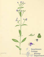 Botanical drawing of genus Trichostema and species dichotomum