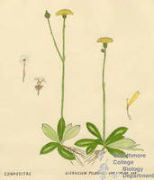 Botanical drawing of genus Hieracium and species pilosella