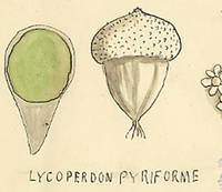 Botanical drawing of genus Lycoperdon and species pyriforme