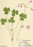 Botanical drawing of genus Oxalis and species intermedia