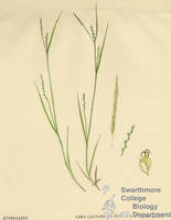 Botanical drawing of genus Carex and species laxiflora