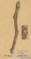 Botanical drawing of genus Pyrus and species malus