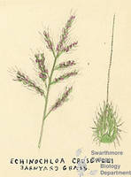 Botanical drawing of genus Echinochloa and species crusgalli
