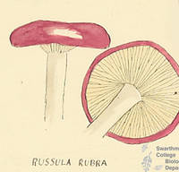 Botanical drawing of genus Russula and species rubra