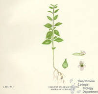 Botanical drawing of genus Hedeoma and species pulegioides