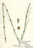 Botanical drawing of genus Equisetum and species hyemale