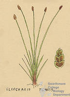 Botanical drawing of genus Eleocharis and species tenuis
