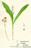 Botanical drawing of genus Convallaria and species majalis