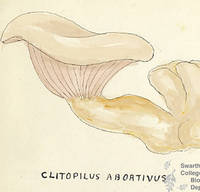 Botanical drawing of genus Clitopilus and species abortivus