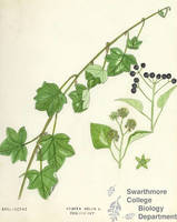 Botanical drawing of genus Hedera and species helix