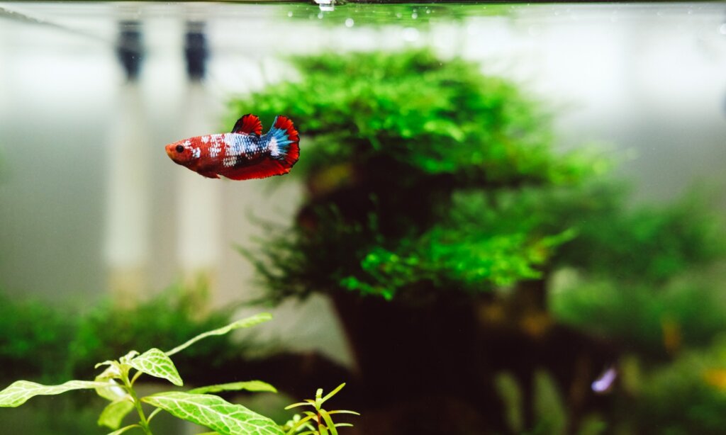 betta fish tanks with plants