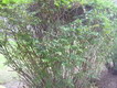 DSC00438