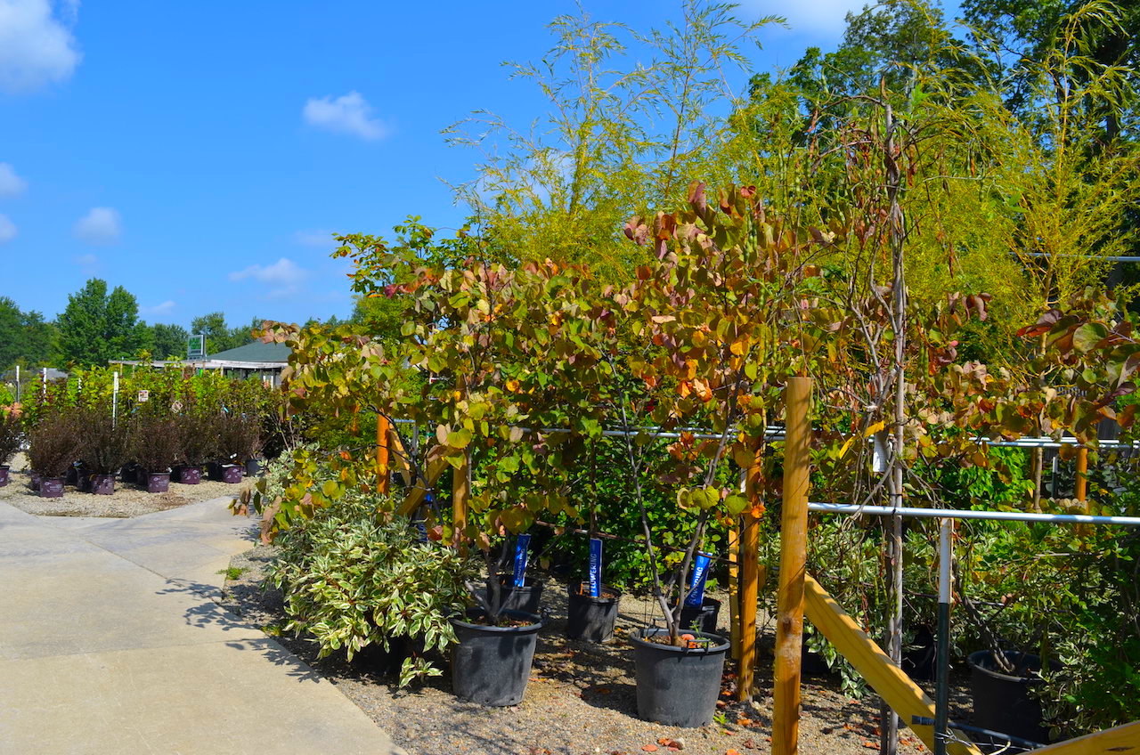 Plant Center Annual Nursery Auction Scheerer McCulloch Indiana