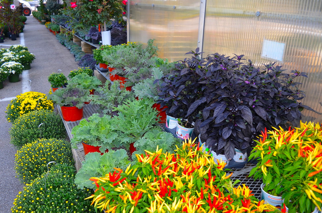 Plant Center Annual Nursery Auction Scheerer McCulloch