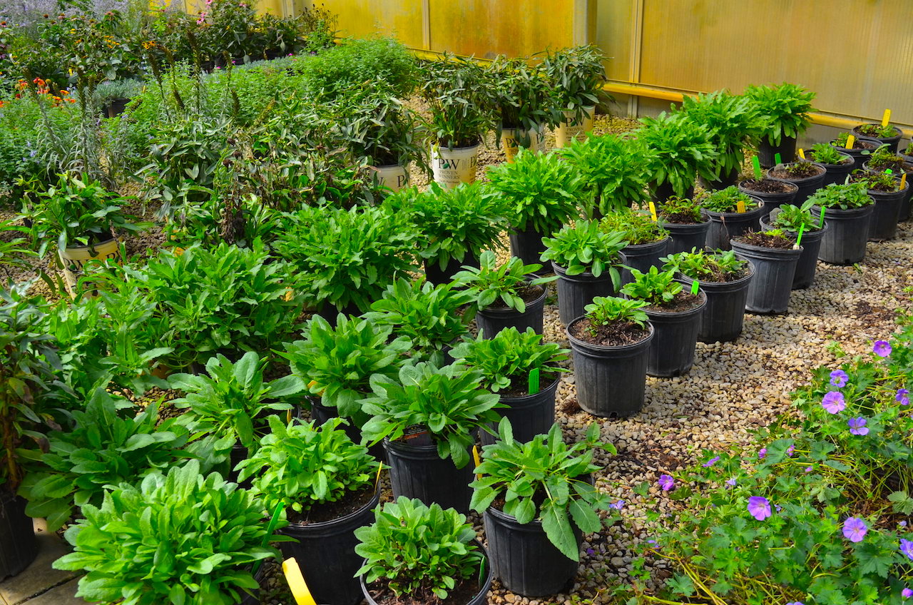 Plant Center Annual Nursery Auction Scheerer McCulloch