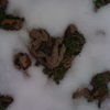 Thumb_small_img_0227