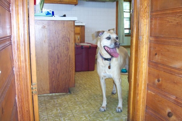 William Hartz's album, My Pets
