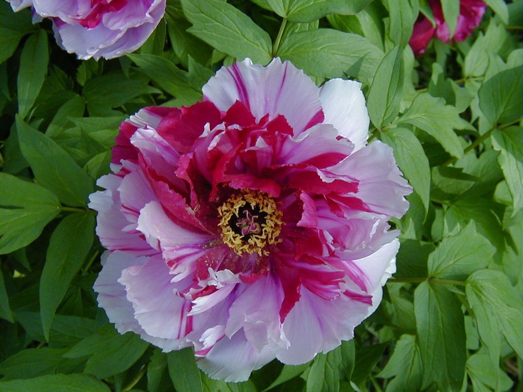 Ron Kopp's album, Peonies
