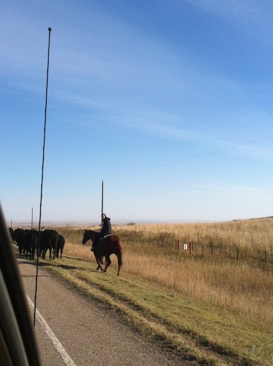 John Mill's album, A Cattle Drive Happened on the Way to Calgary