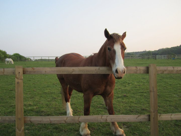Catherine Phillips' album, Horses
