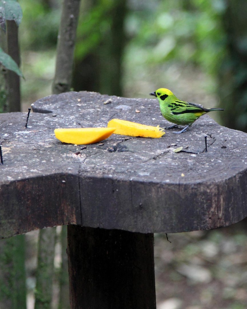 Mark Gorin's album, Bird we saw
