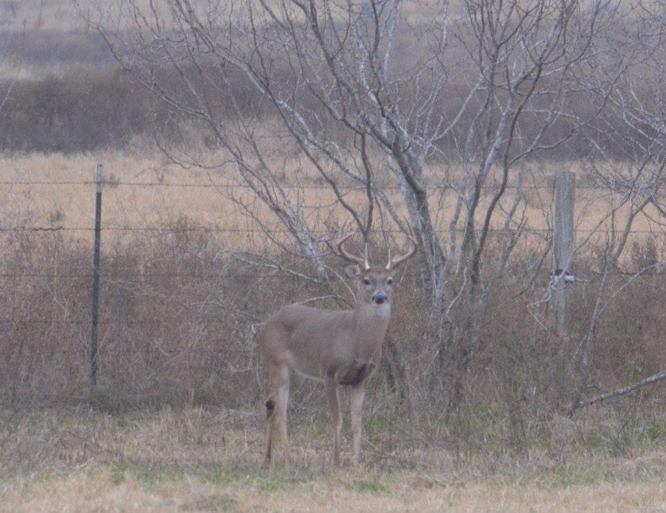 Dena Hewitt's album, SANTA'S REINDEER IN WHEELOCK 2012