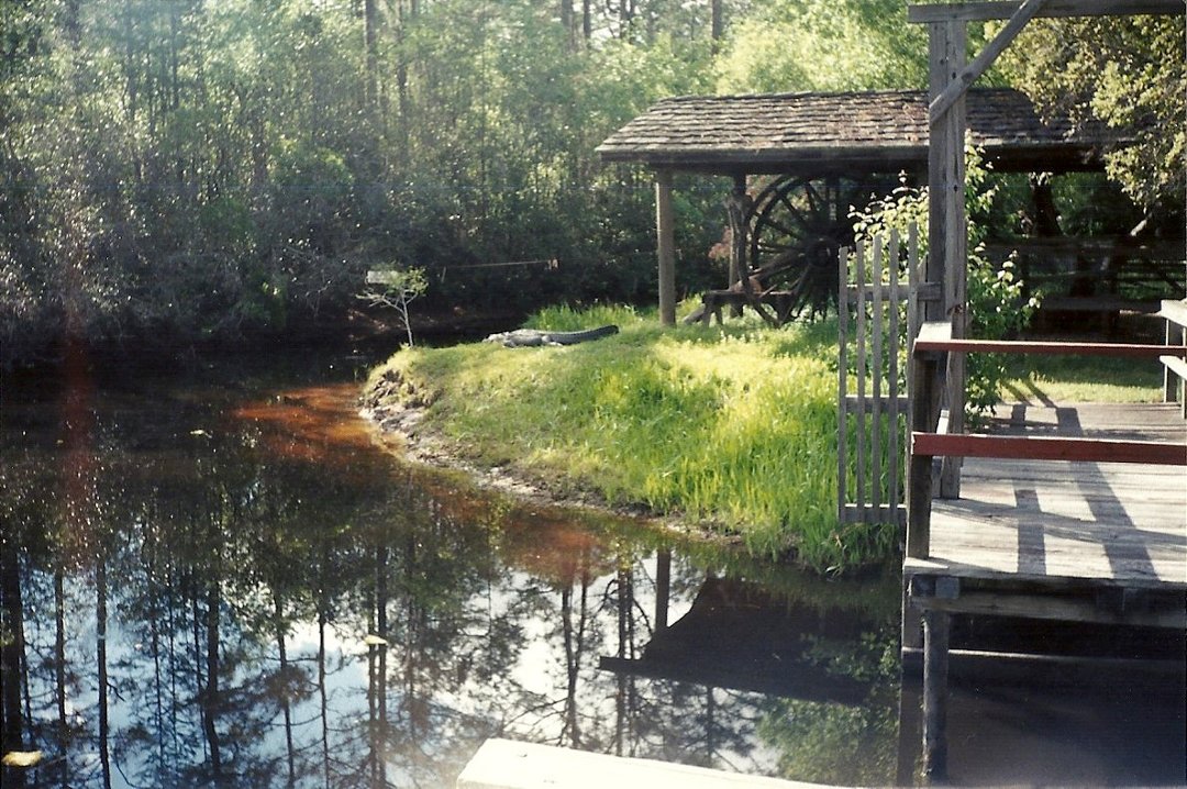 Karla Denney's album, Okefenokee Swamp 2000