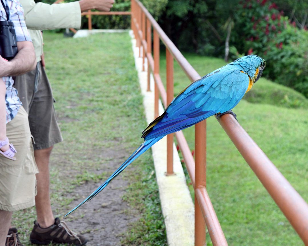 Mark Gorin's album, Bird we saw
