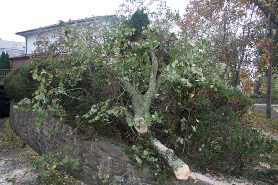 Thomas Bricker's album, Hurricane Sandy Visits the Brickers