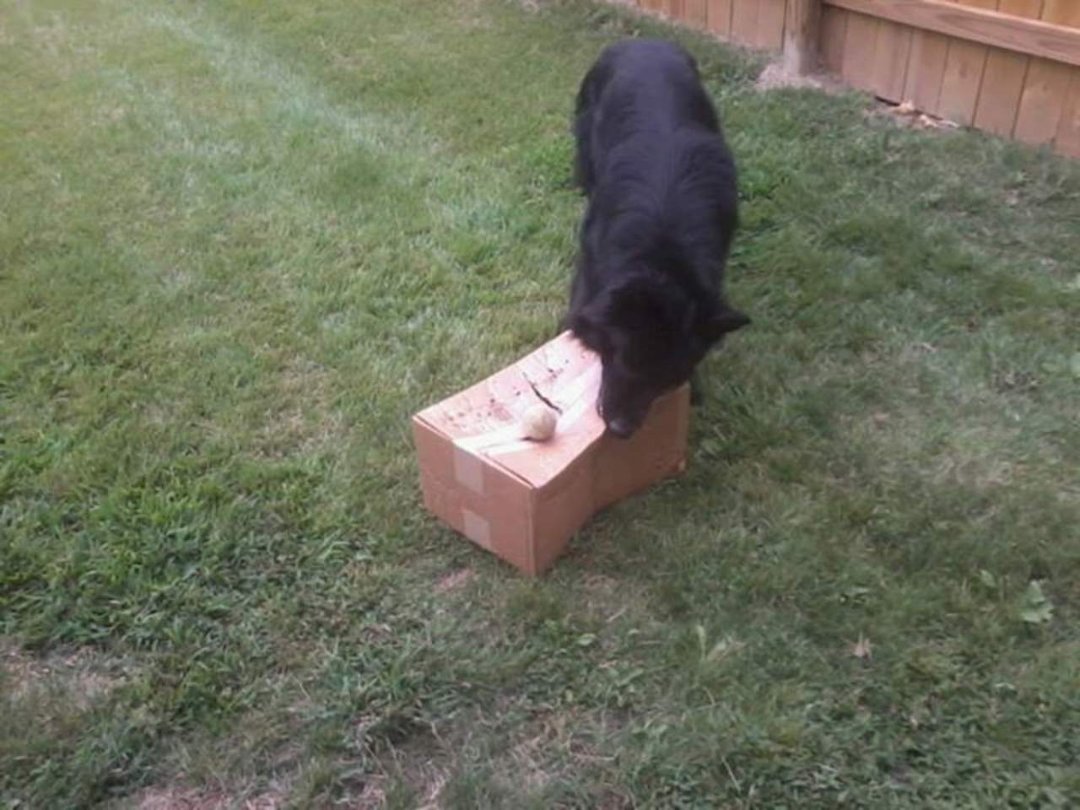 james fogarty's album, Bear loves his boxes