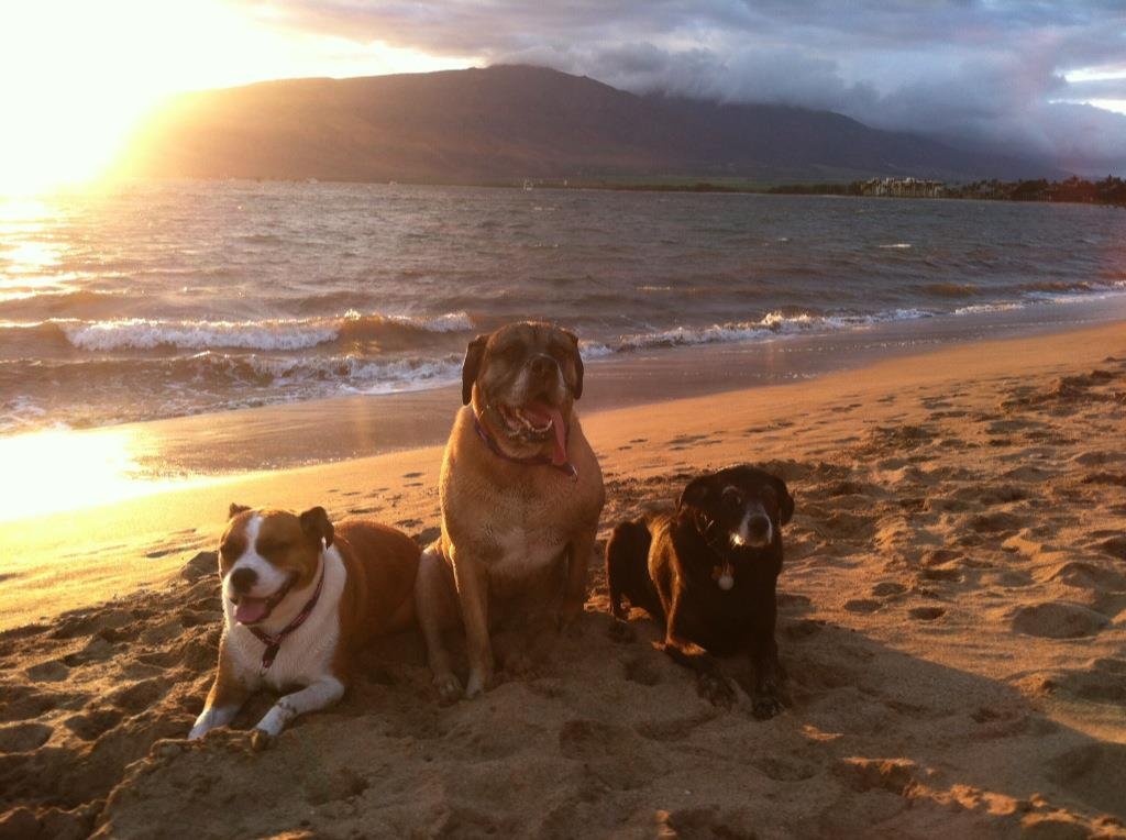 Steve Warsh's album, iOS Photos