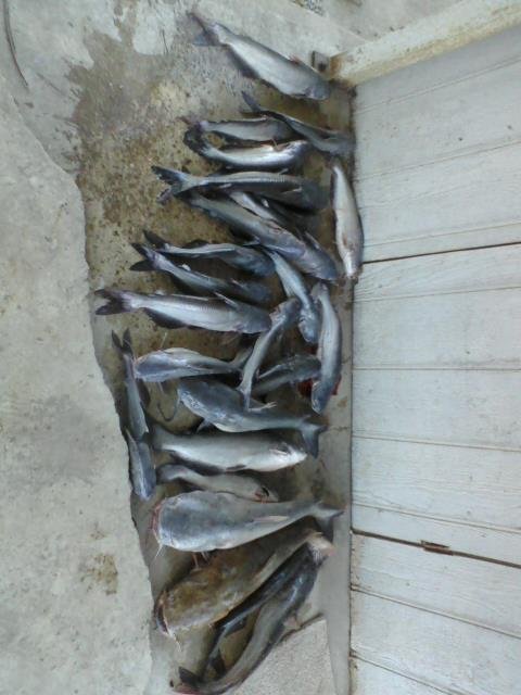 Bryane Friend's album, Fishing October 1, 2011