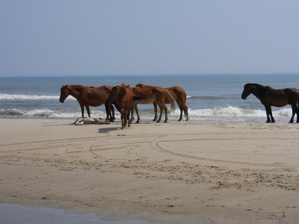 Ellen Anderson's album, Cover Photos