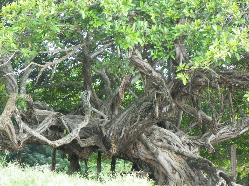 Bryan Raines' album, Costa Rica 2012